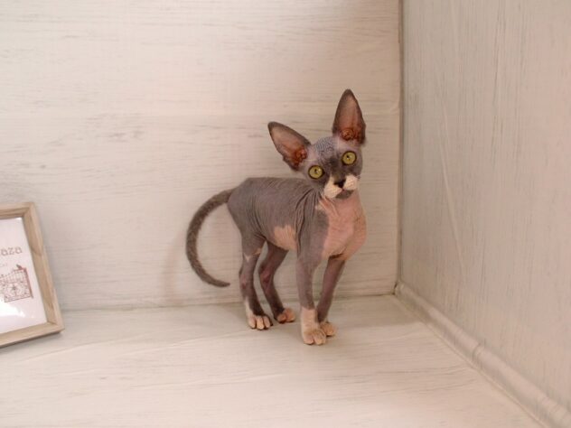 兵庫県のスフィンクス (ペット・プラザ アミーゴ神戸灘店/2026年2月4日生まれ/男の子/ブルーホワイト)の子猫の1枚目の画像