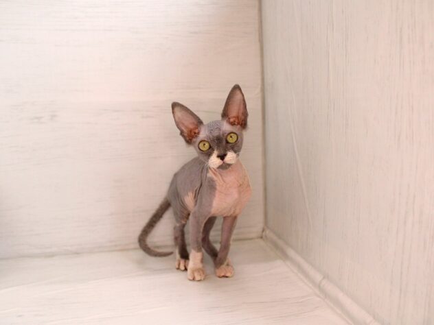 兵庫県のスフィンクス (ペット・プラザ アミーゴ神戸灘店/2026年2月4日生まれ/男の子/ブルーホワイト)の子猫の2枚目の画像