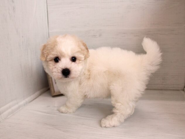 兵庫県のビションフリーゼ (ペット・プラザ アミーゴ神戸灘店/2026年2月4日生まれ/女の子/ホワイト)の子犬の4枚目の画像