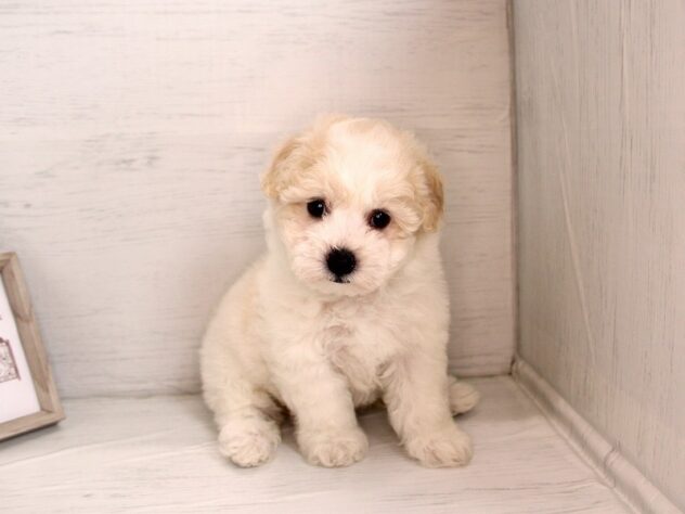 兵庫県のビションフリーゼ (ペット・プラザ アミーゴ神戸灘店/2026年2月4日生まれ/女の子/ホワイト)の子犬の3枚目の画像