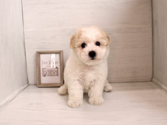 兵庫県のビションフリーゼ (ペット・プラザ アミーゴ神戸灘店/2026年2月4日生まれ/女の子/ホワイト)の子犬の1枚目の画像