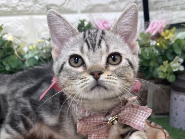 兵庫県のマンチカン (ワンキャラット アミーゴ姫路花田店/2026年1月10日生まれ/女の子/シルバータビー)の子猫の1枚目の画像