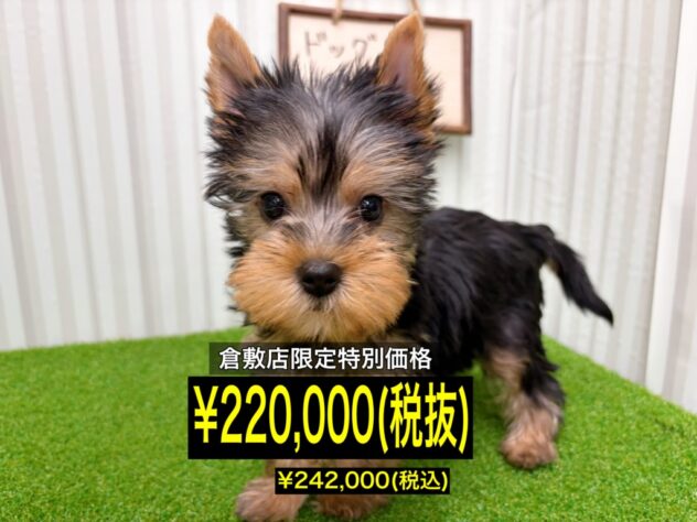 岡山県のヨークシャーテリア (アミーゴ倉敷店/2026年1月26日生まれ/女の子/スチールブルータン)の子犬の1枚目の画像