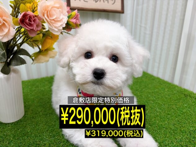 岡山県のビションフリーゼ (アミーゴ倉敷店/2026年1月28日生まれ/女の子/ホワイト)の子犬の1枚目の画像