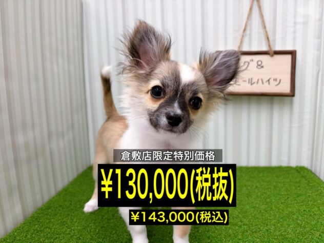 岡山県のチワワ(ロング) (アミーゴ倉敷店/2025年11月16日生まれ/男の子/レッドホワイト)の子犬の1枚目の画像