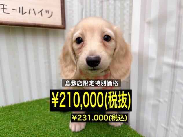 岡山県のミニチュアダックスフンド(ロング) (アミーゴ倉敷店/2026年1月19日生まれ/女の子/イエロー)の子犬の1枚目の画像