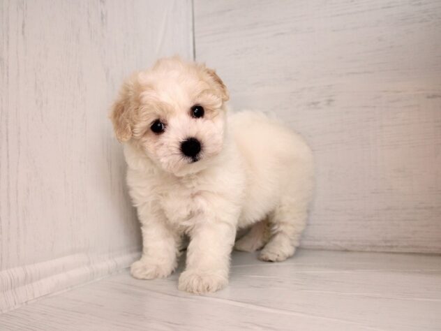 兵庫県のビションフリーゼ (ペット・プラザ アミーゴ神戸灘店/2026年2月4日生まれ/女の子/ホワイト)の子犬の2枚目の画像