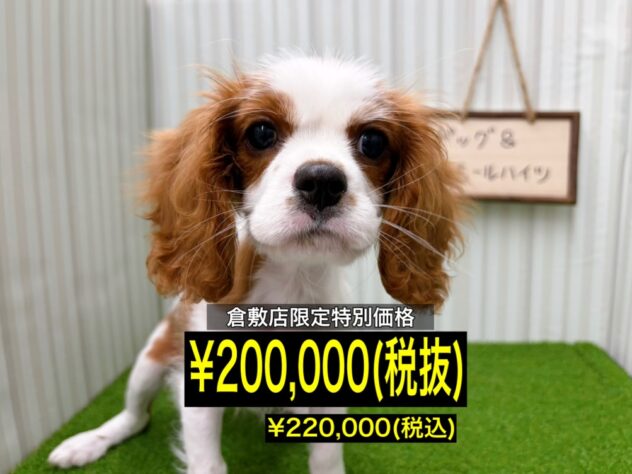 岡山県のキャバリアキングチャールズスパニエル (アミーゴ倉敷店/2026年1月3日生まれ/男の子/ブレンハイム)の子犬の1枚目の画像