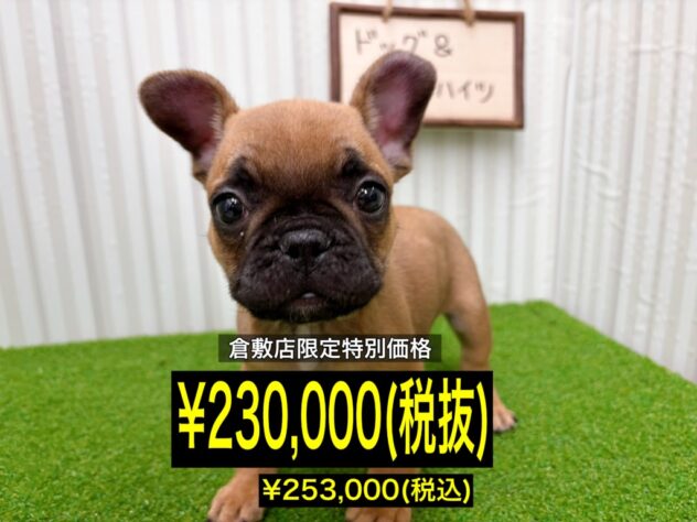 岡山県のフレンチブルドッグ (アミーゴ倉敷店/2026年1月20日生まれ/男の子/フォーン)の子犬の1枚目の画像