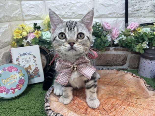 兵庫県のマンチカン (ワンキャラット アミーゴ姫路花田店/2026年1月10日生まれ/女の子/シルバータビー)の子猫の3枚目の画像