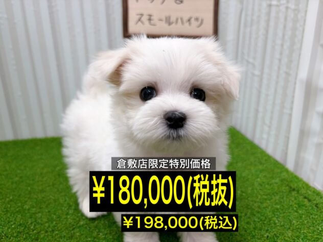 岡山県のマルチーズ (アミーゴ倉敷店/2026年1月19日生まれ/男の子/ホワイト)の子犬の1枚目の画像