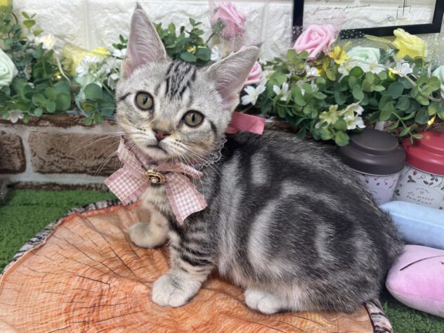 兵庫県のマンチカン (ワンキャラット アミーゴ姫路花田店/2026年1月10日生まれ/女の子/シルバータビー)の子猫の2枚目の画像