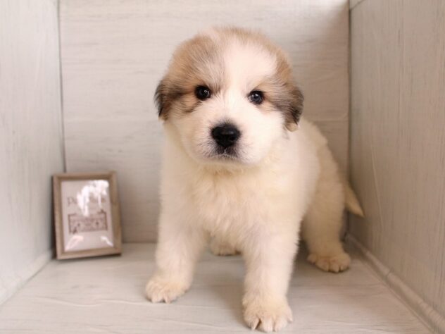 兵庫県のグレートピレニーズ (ペット・プラザ アミーゴ神戸灘店/2026年2月4日生まれ/男の子/ホワイトグレーマーキング)の子犬の1枚目の画像