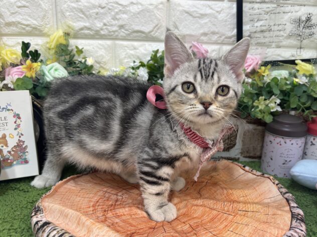 兵庫県のマンチカン (ワンキャラット アミーゴ姫路花田店/2026年1月10日生まれ/女の子/シルバータビー)の子猫の4枚目の画像
