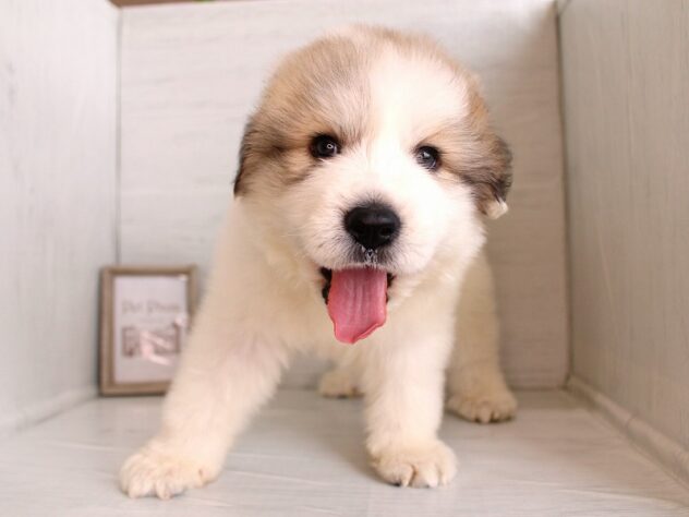 兵庫県のグレートピレニーズ (ペット・プラザ アミーゴ神戸灘店/2026年2月4日生まれ/男の子/ホワイトグレーマーキング)の子犬の4枚目の画像