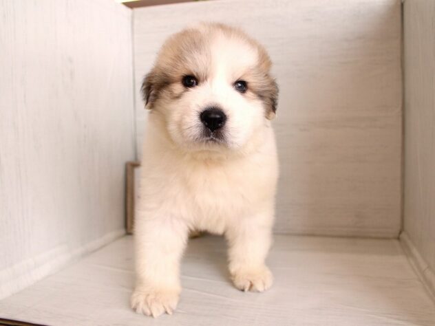 兵庫県のグレートピレニーズ (ペット・プラザ アミーゴ神戸灘店/2026年2月4日生まれ/男の子/ホワイトグレーマーキング)の子犬の3枚目の画像