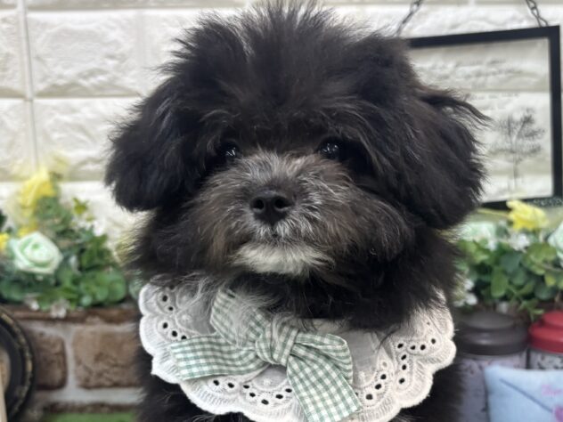 兵庫県のポメプー(ポメラニアン×プードル) (ワンキャラット アミーゴ姫路花田店/2026年1月8日生まれ/男の子/ブラックホワイト)の子犬の1枚目の画像