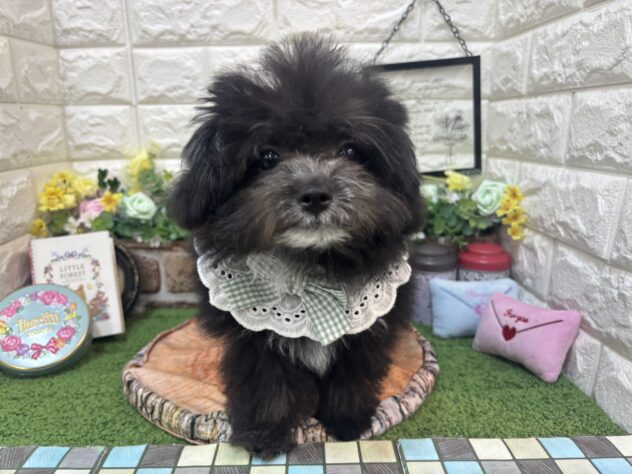 兵庫県のポメプー(ポメラニアン×プードル) (ワンキャラット アミーゴ姫路花田店/2026年1月8日生まれ/男の子/ブラックホワイト)の子犬の2枚目の画像