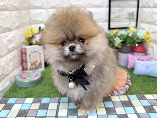 兵庫県のポメラニアン (ワンキャラット アミーゴ姫路花田店/2026年2月22日生まれ/女の子/ウルフセーブル)の子犬の3枚目の画像