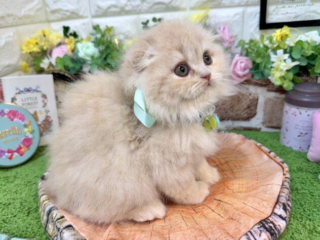 兵庫県のスコティッシュフォールド (ワンキャラット アミーゴ姫路花田店/2026年2月26日生まれ/男の子/クリーム)の子猫の4枚目の画像