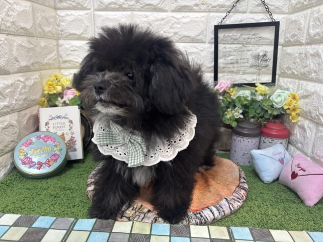 兵庫県のポメプー(ポメラニアン×プードル) (ワンキャラット アミーゴ姫路花田店/2026年1月8日生まれ/男の子/ブラックホワイト)の子犬の3枚目の画像