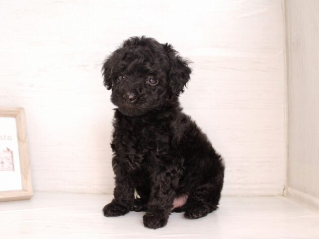 兵庫県のトイプードル(トイ) (ペット・プラザ アミーゴ神戸灘店/2026年2月7日生まれ/男の子/ブラック)の子犬の1枚目の画像