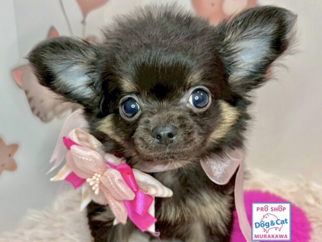 広島県のチワワ(ロング) (アミーゴ温品店/2025年2月8日生まれ/女の子/ブラックタン)の子犬の1枚目の画像