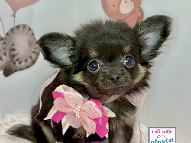 広島県のチワワ(ロング) (アミーゴ温品店/2025年2月8日生まれ/女の子/ブラックタン)の子犬の2枚目の画像