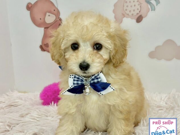 広島県のトイプードル(トイ) (アミーゴ温品店/2026年2月10日生まれ/女の子/ペールフォーン)の子犬の1枚目の画像