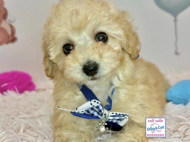 広島県のトイプードル(トイ) (アミーゴ温品店/2026年2月10日生まれ/女の子/ペールフォーン)の子犬の2枚目の画像