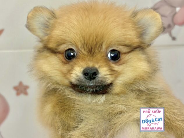 広島県のハーフ犬・ミックス犬 (アミーゴ温品店/2026年2月10日生まれ/女の子/オレンジ)の子犬