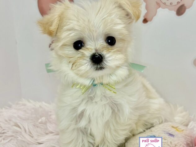 広島県のハーフ犬・ミックス犬 (アミーゴ温品店/2026年2月8日生まれ/女の子/クリーム)の子犬の1枚目の画像