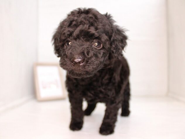 兵庫県のトイプードル(トイ) (ペット・プラザ アミーゴ神戸灘店/2026年2月7日生まれ/男の子/ブラック)の子犬の4枚目の画像