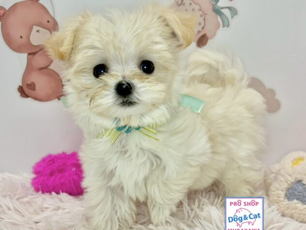 広島県のハーフ犬・ミックス犬 (アミーゴ温品店/2026年2月8日生まれ/女の子/クリーム)の子犬の2枚目の画像