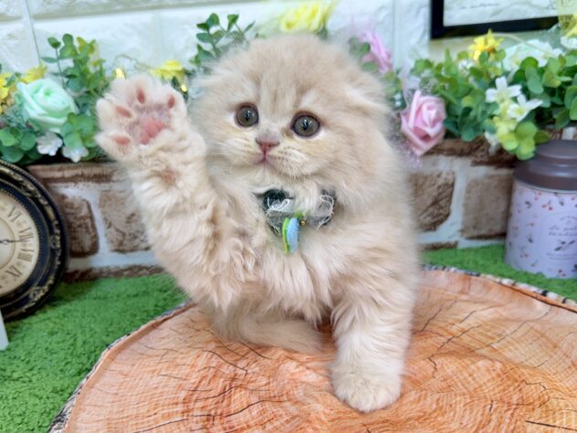 兵庫県のスコティッシュフォールド (ワンキャラット アミーゴ姫路花田店/2026年2月26日生まれ/男の子/クリーム)の子猫の1枚目の画像