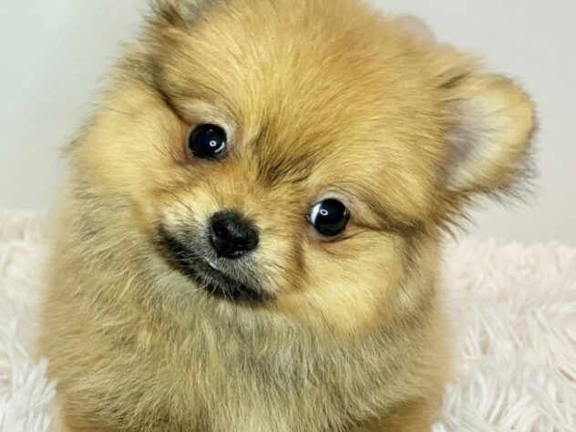 広島県のハーフ犬・ミックス犬 (アミーゴ温品店/2026年2月10日生まれ/女の子/オレンジ)の子犬の2枚目の画像