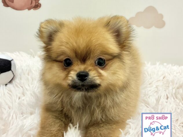 広島県のハーフ犬・ミックス犬 (アミーゴ温品店/2026年2月10日生まれ/女の子/オレンジ)の子犬の3枚目の画像