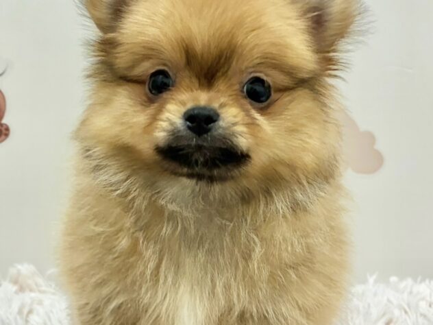 広島県のハーフ犬・ミックス犬 (アミーゴ温品店/2026年2月10日生まれ/女の子/オレンジ)の子犬の1枚目の画像