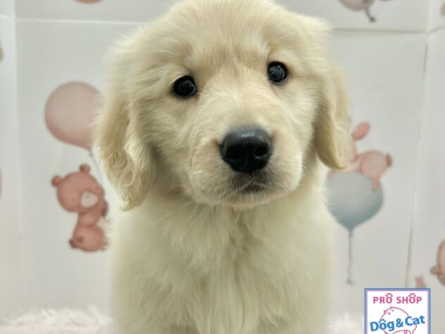 広島県のゴールデンレトリバー (アミーゴ温品店/2026年2月19日生まれ/女の子/ゴールデン)の子犬