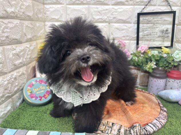 兵庫県のポメプー(ポメラニアン×プードル) (ワンキャラット アミーゴ姫路花田店/2026年1月8日生まれ/男の子/ブラックホワイト)の子犬の4枚目の画像