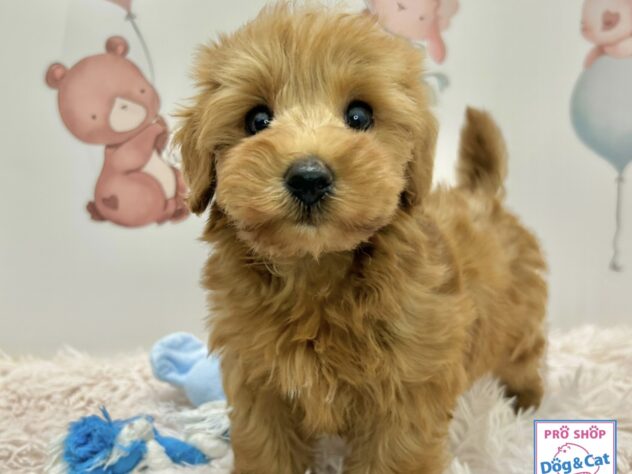 広島県のハーフ犬・ミックス犬 (アミーゴ温品店/2026年2月16日生まれ/女の子/アプリコット)の子犬の1枚目の画像