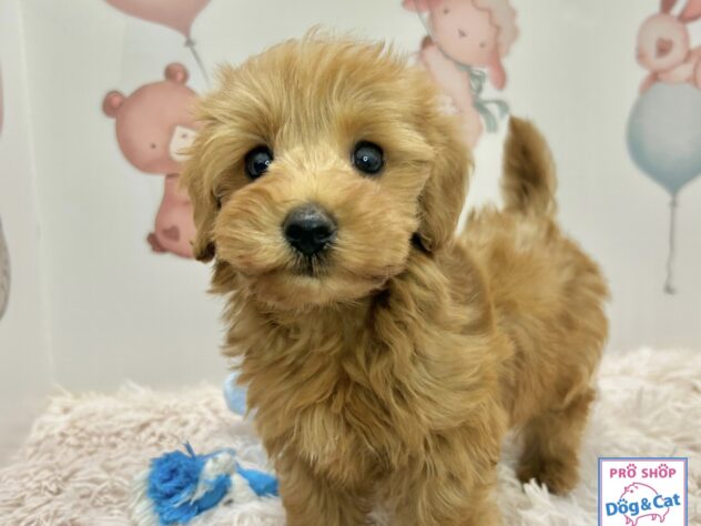 広島県のハーフ犬・ミックス犬 (アミーゴ温品店/2026年2月16日生まれ/女の子/アプリコット)の子犬の2枚目の画像