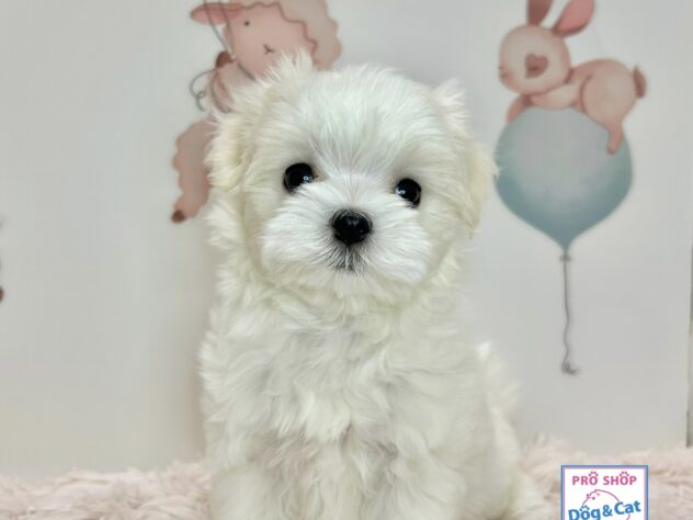 広島県のマルチーズ (アミーゴ温品店/2026年2月14日生まれ/女の子/ホワイト)の子犬の1枚目の画像