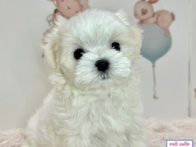 広島県のマルチーズ (アミーゴ温品店/2026年2月14日生まれ/女の子/ホワイト)の子犬の2枚目の画像