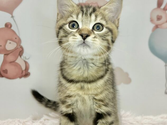 広島県のブリティッシュショートヘアー (アミーゴ温品店/2026年2月17日生まれ/男の子/ブラウンマッカレルタビー)の子猫