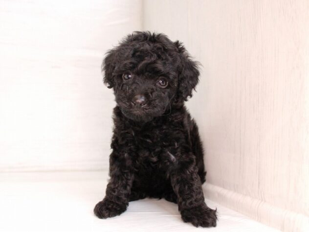 兵庫県のトイプードル(トイ) (ペット・プラザ アミーゴ神戸灘店/2026年2月7日生まれ/男の子/ブラック)の子犬の3枚目の画像