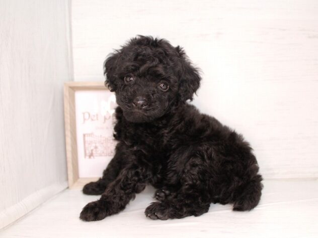 兵庫県のトイプードル(トイ) (ペット・プラザ アミーゴ神戸灘店/2026年2月7日生まれ/男の子/ブラック)の子犬の2枚目の画像