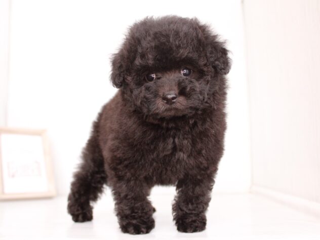 兵庫県のトイプードル(トイ) (ペット・プラザ アミーゴ神戸灘店/2026年2月5日生まれ/女の子/ブラック)の子犬の4枚目の画像
