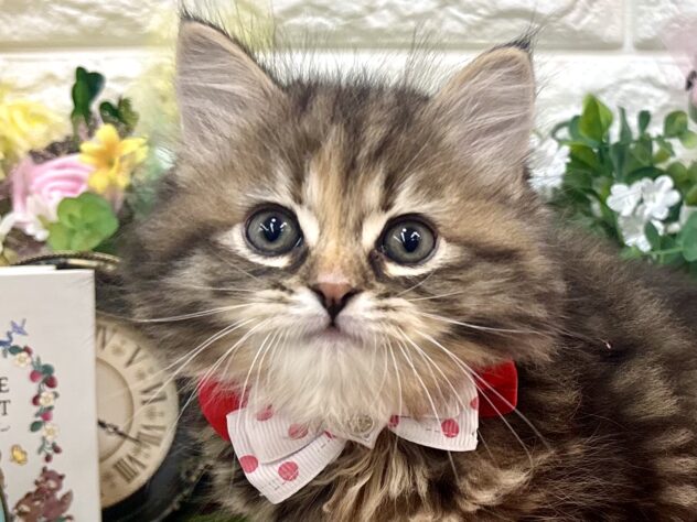 兵庫県のサイベリアン (ワンキャラット アミーゴ姫路花田店/2026年2月21日生まれ/女の子/ブラウンタビー)の子猫の1枚目の画像