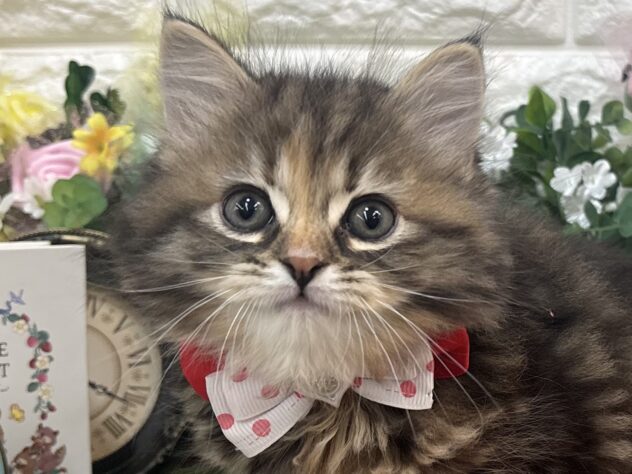 兵庫県のサイベリアン (ワンキャラット アミーゴ姫路花田店/2026年2月21日生まれ/女の子/ブラウンタビー)の子猫の1枚目の画像